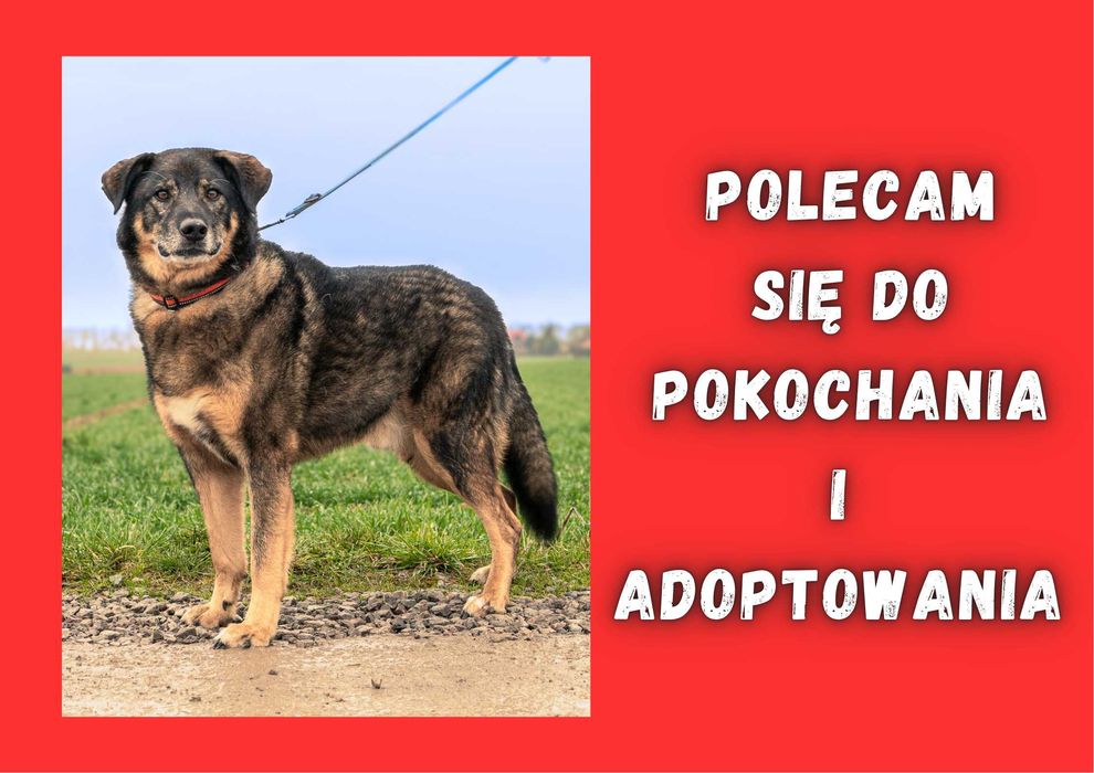 BILBO - marzy o nowym domu i rodzinie :)