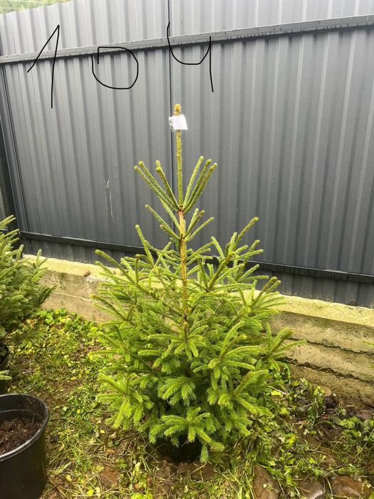 Ялинка в горщику(жива)