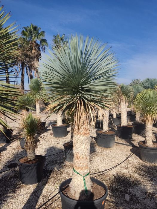 Palma Juka Drzewa Oliwne i inne Lublin