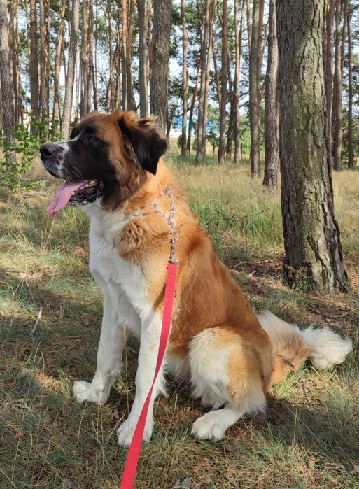 Oddam Bernardyna w dobre ręce