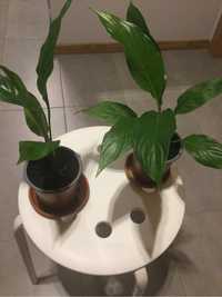 Kwiat Skrzydłokwiat Spathiphyllum wallisii