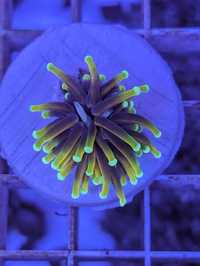 Euphyllia Indo torch Size S WYSIWYG #R6M8 koralowiec