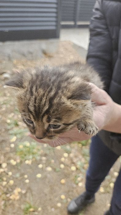 Oddam kociaki, 2 kotki, 1 kocurek