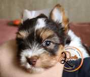Yorkshire Terrier -biro chłopiec
