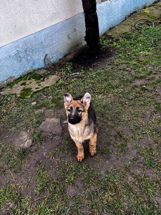Цуценята Німещької вівчарки