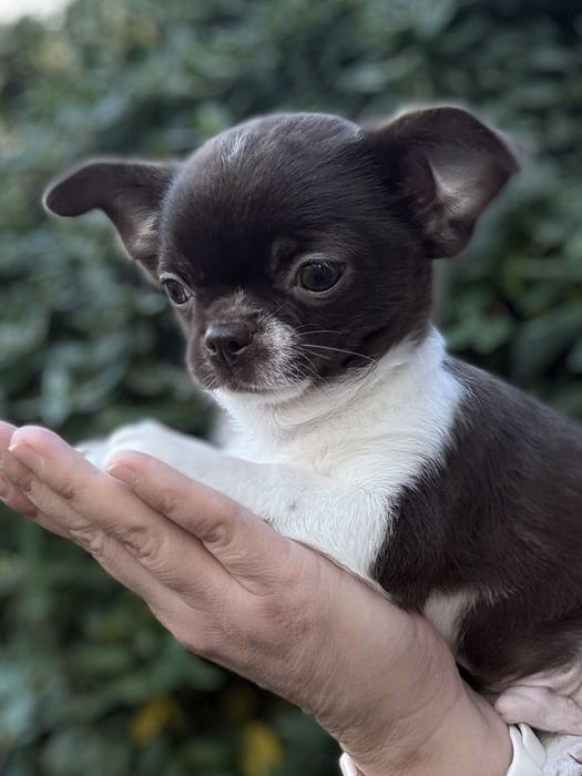 Мальчик чихуахуа