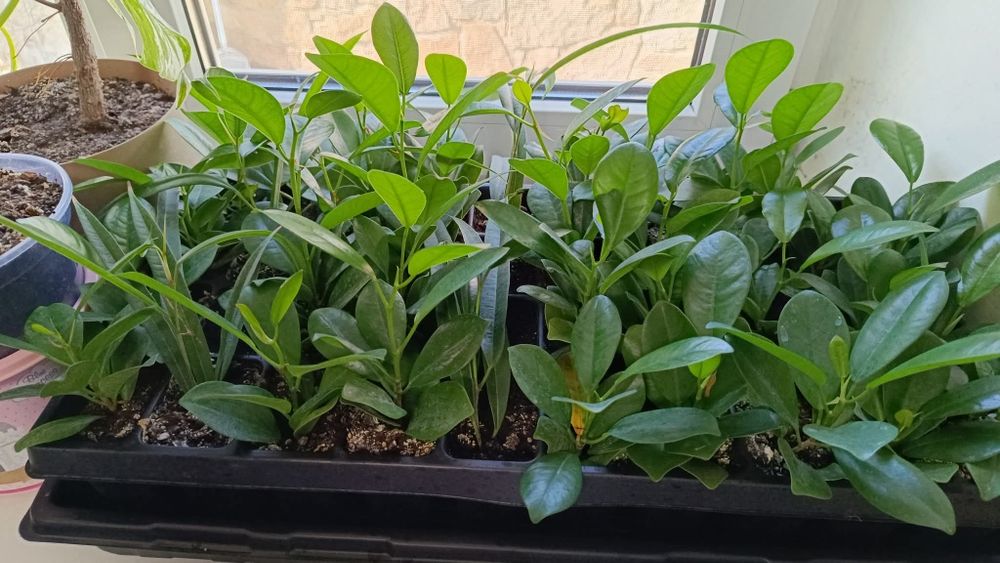 Дорослі фікус бонсай, та дітки Мокламе