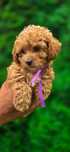 Maltipoo Suczka biosensor test campbella pudel maltańczyk piekne loki