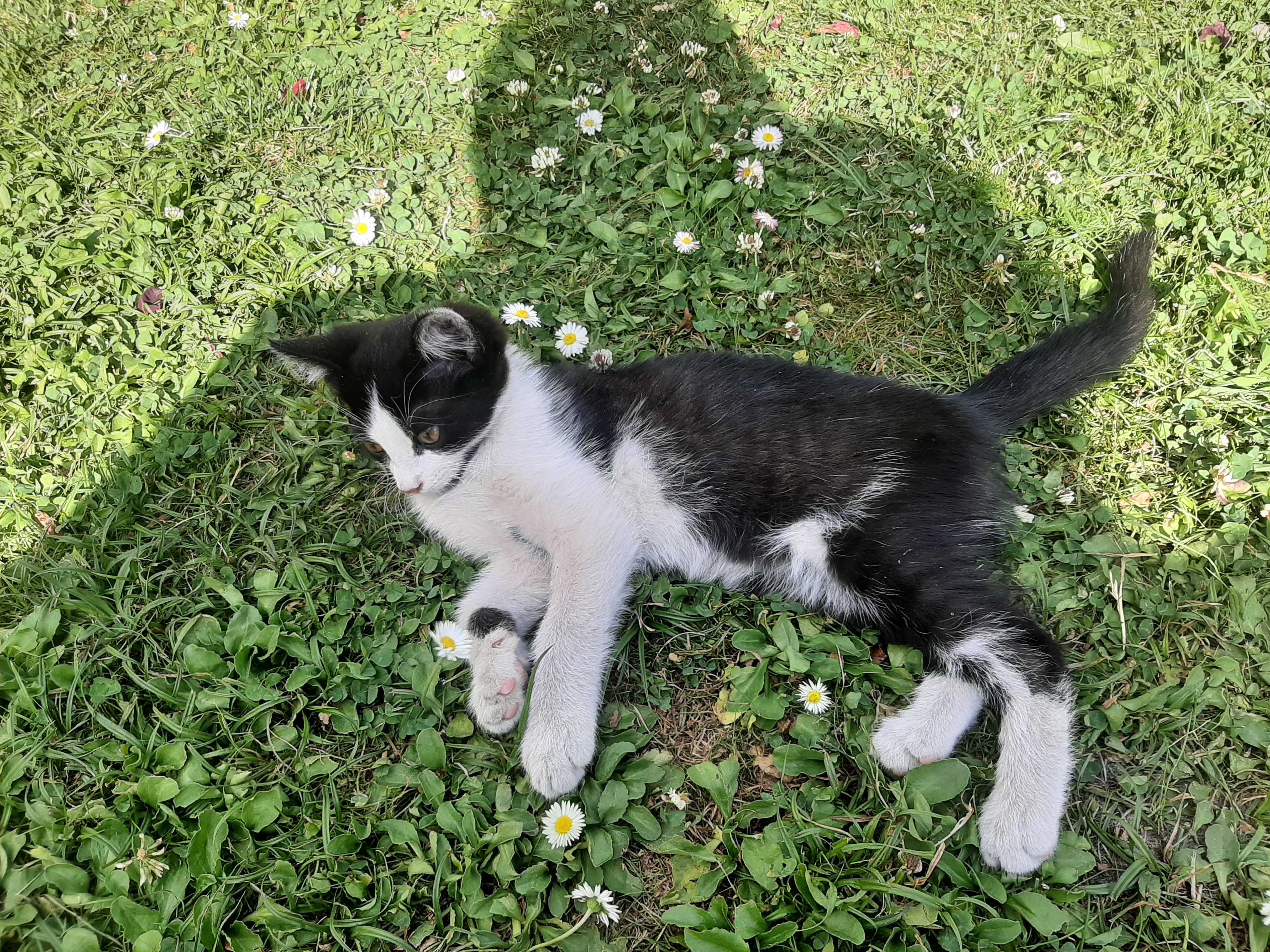 Kotek kocurek koteczek