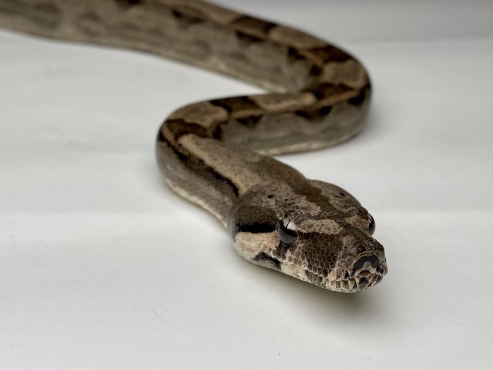 Boa constrictor imperator (Імператорський удав)