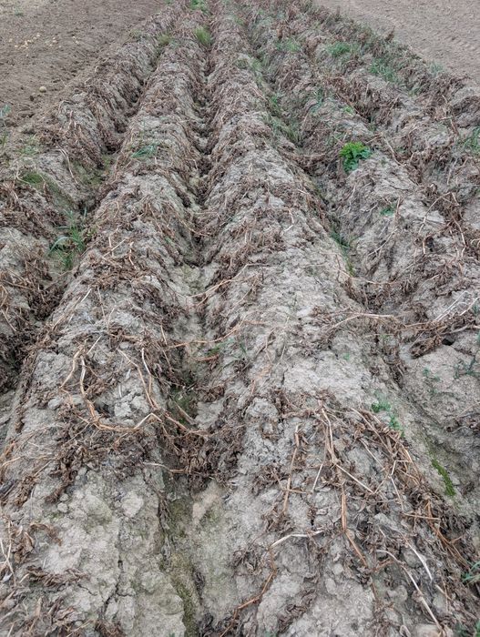 Sprzedam ziemniaki jadalne