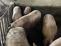 Продаж свиней 180кг Доставка скотовозом від 7ми свиней