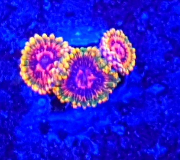 Zoanthus Mind Trick . Koralowiec miękki zoa . Akwarium morskie