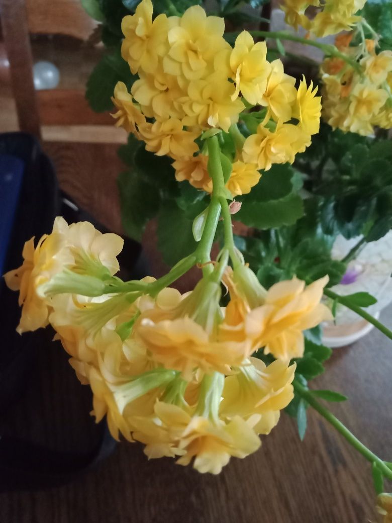 Kalanchoe sadzonka