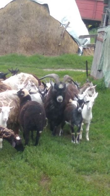 Продам кіз молодих і козликів