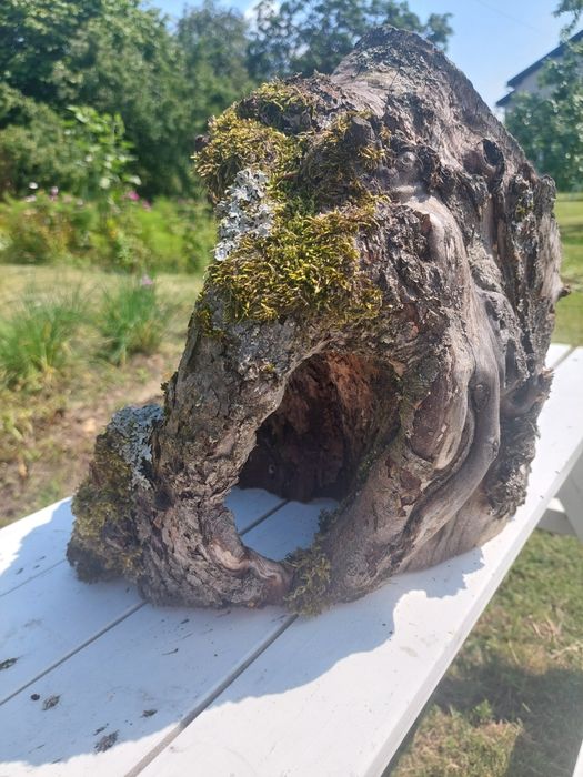 Plaster drewna, pień z dziuplą, jabłoń