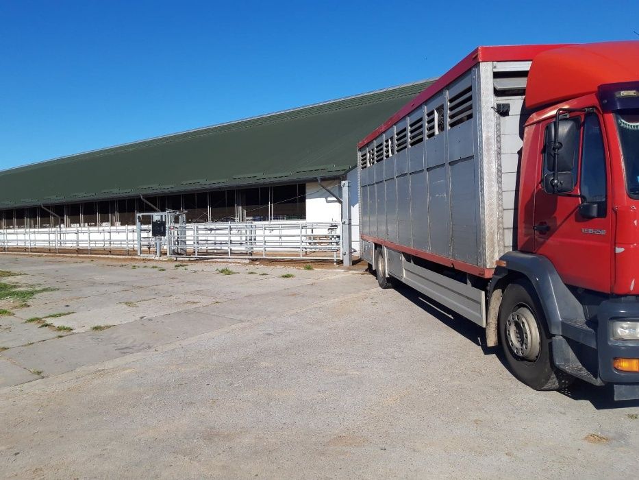 Skup i transport macior, knurów i bydła- usługowy transport zwierząt