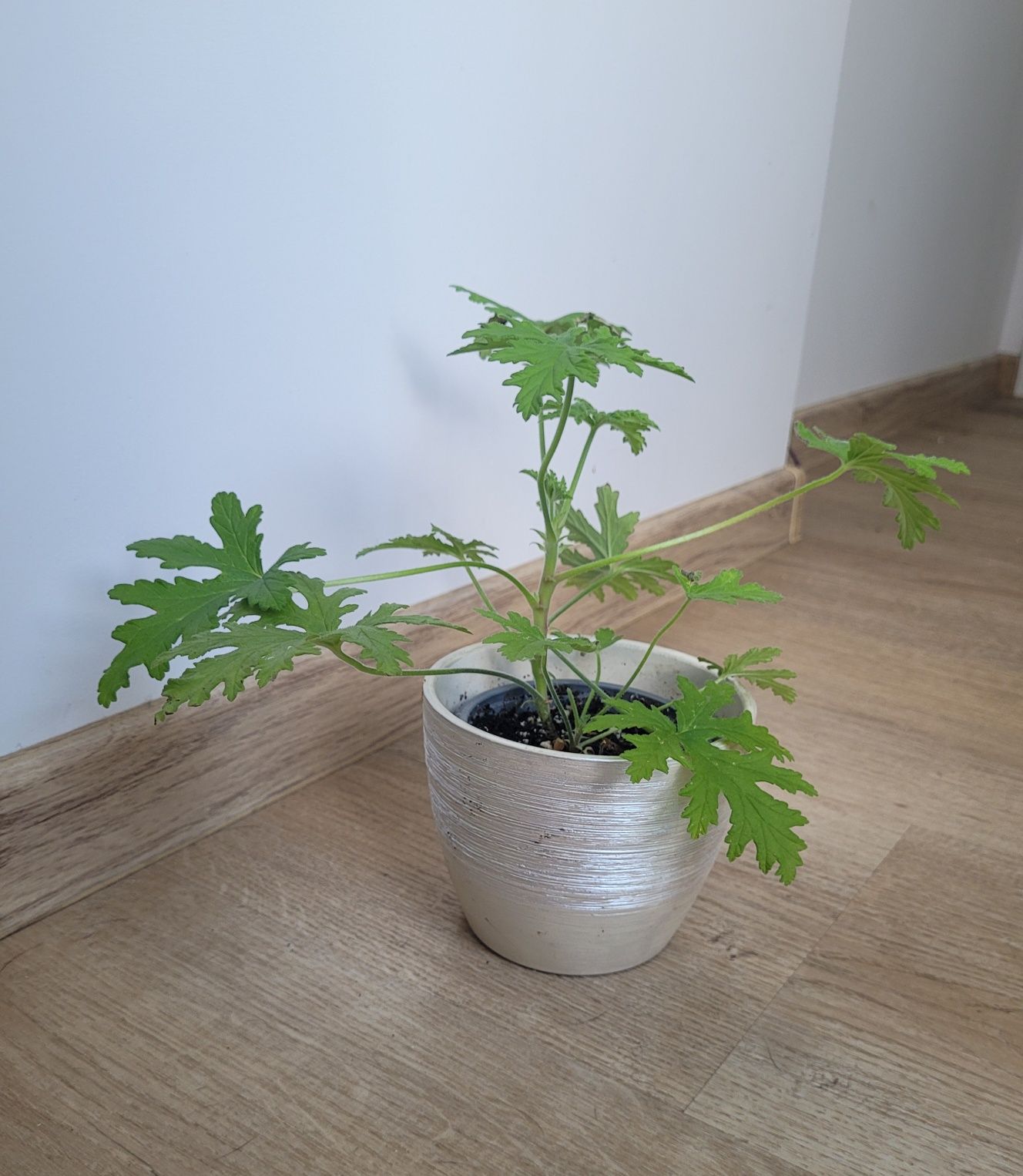 Geranium anginka roślina zielona