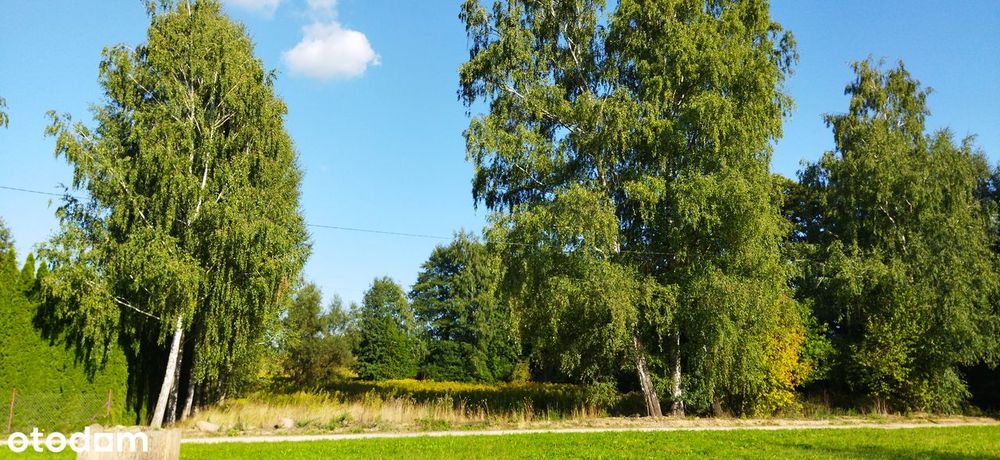 Działka w otulinie lasu o powierzchni 1000 m2 lub więcej