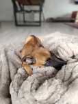 Owczarek belgijski Malinois FCI-ZKwP