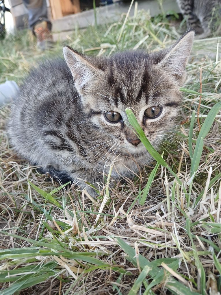 Oddam kocurka w dobre ręce