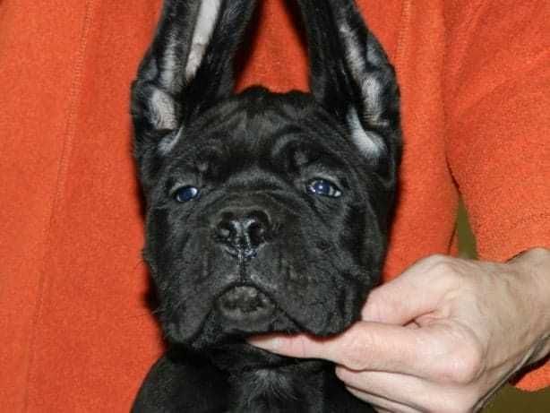 Cane Corso z rodowodem FCI