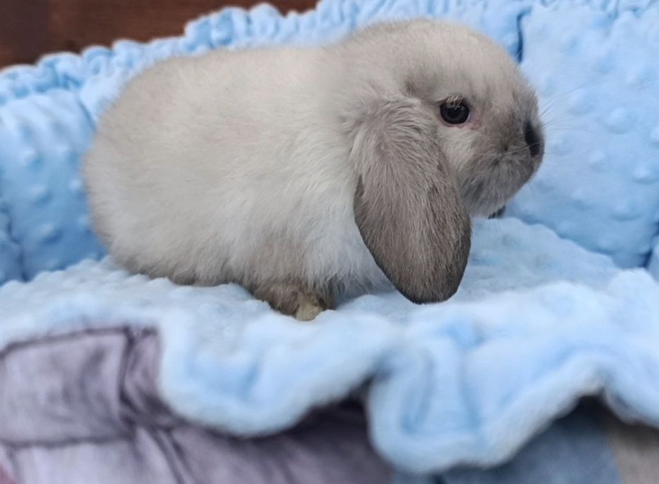 Декоративний міні, вісловухий кролик, mini lop