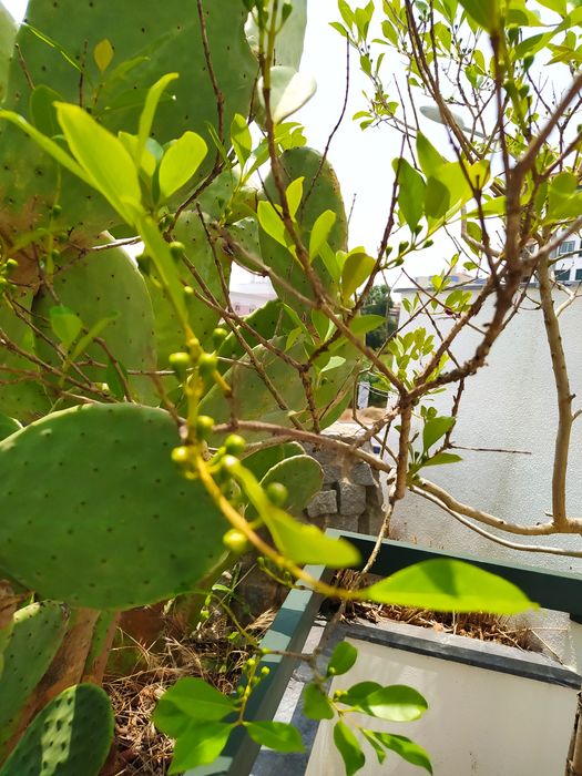 Árvore de Araça em vaso