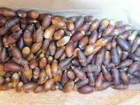 Vendo Landes de sobreiro ao 3,50€ p/ kg
