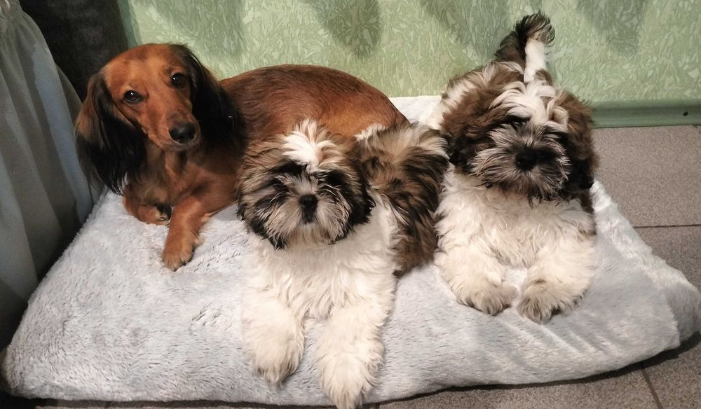 Малята ші-тсу шукають родину