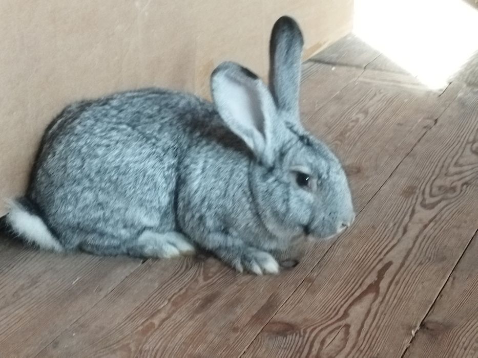 Кролі дієтичне м'ясо