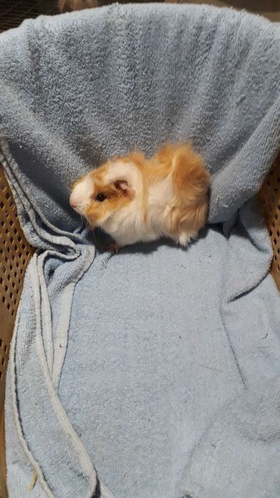 Морські свинки, розетки.