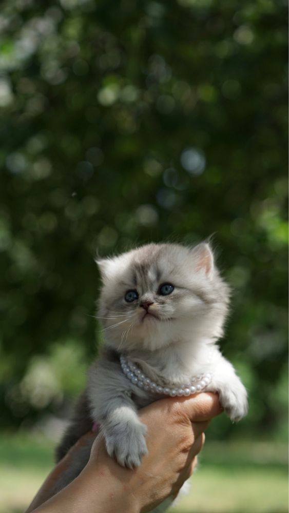 Королевские котята