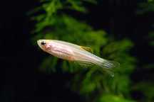 Danio Pręgowane Gold