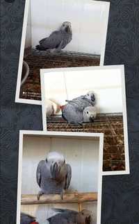 Papagaios cinzentos bebês