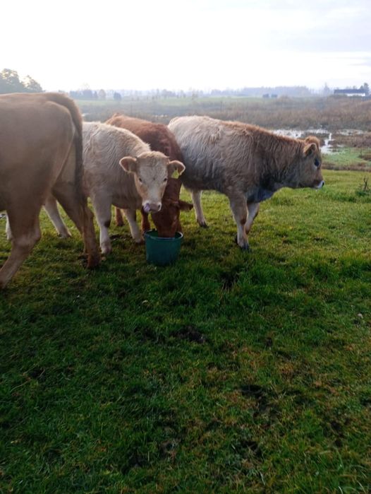 Cielaki odsadki do 300kg