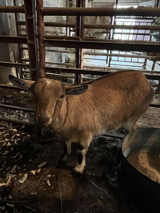 Sprzedam dwie młode Kozy