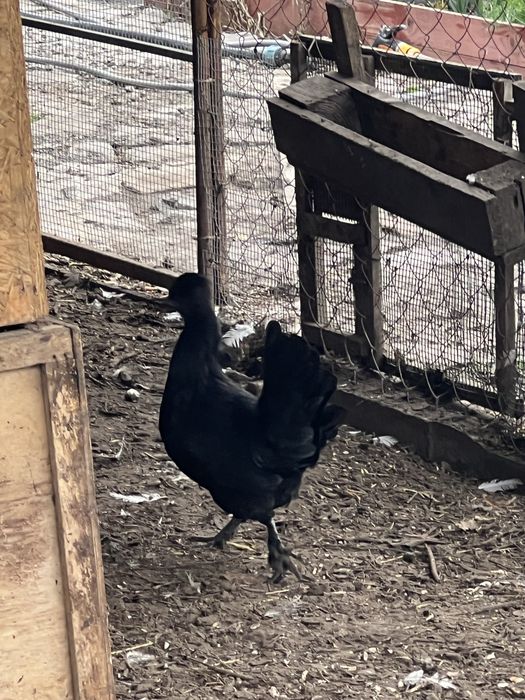 Кури-бентамки продам