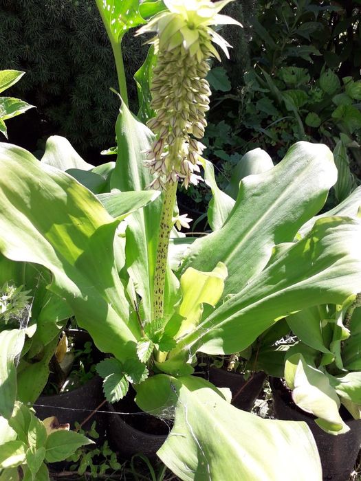 Луковицы Эукомис (лат. Eucomis),