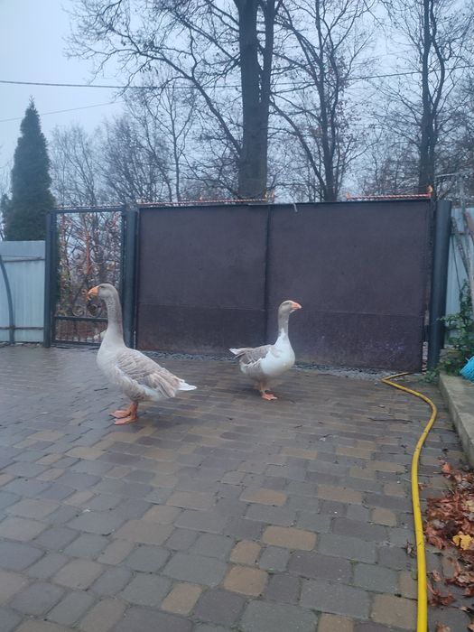 Комогор горбуносі