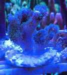 Pocillopora tricolor ,morskie,koralowiec