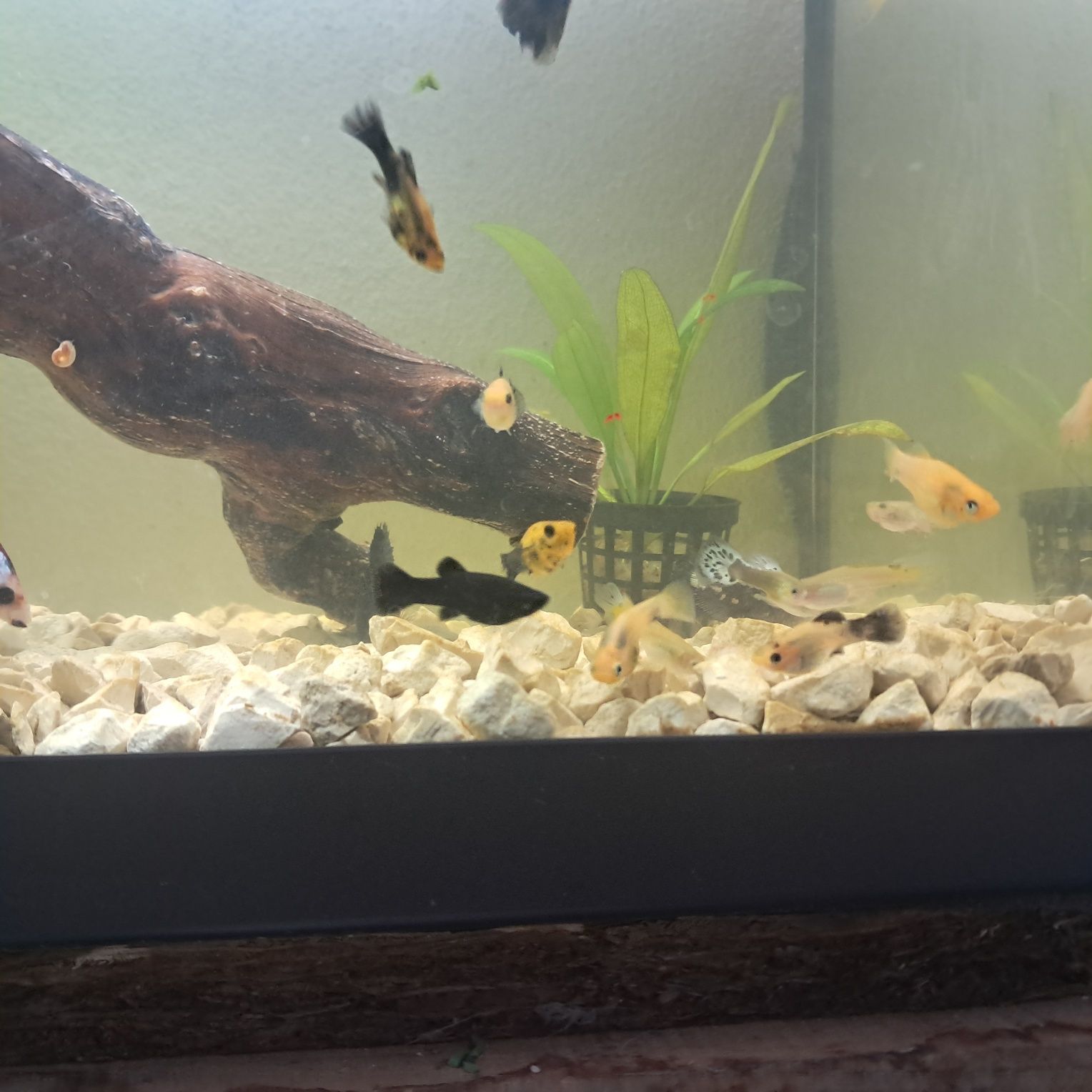 Peixes Mollys  e guppys