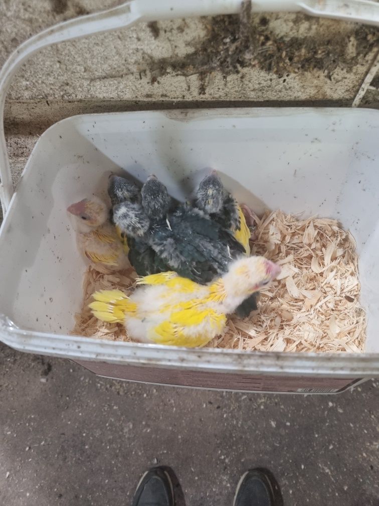 Kakarikis bebes para acabar de alimentar a mao