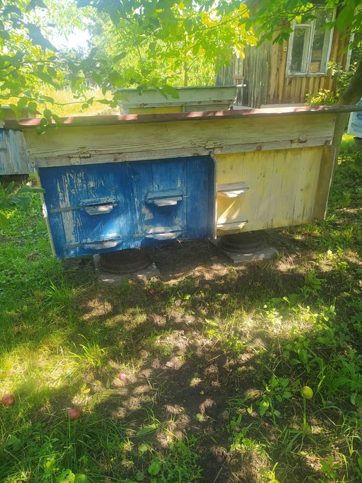 вулик український лежак дадан з бджолами і сам вулик, рамки