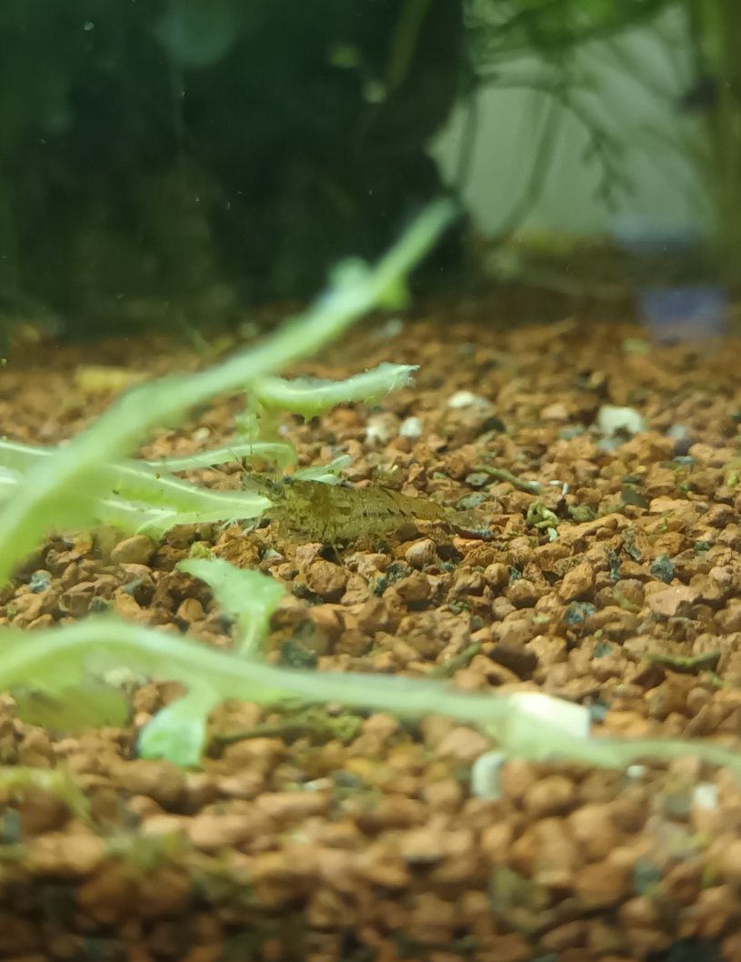 Camarões Neocaridina Wild