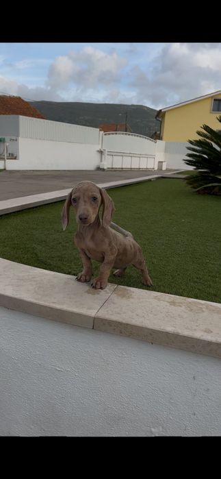 Teckel miniatura fêmea arlequim isabella