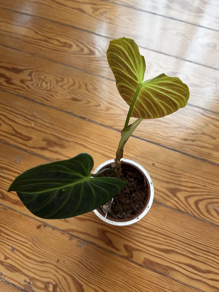 Philodendron Splendid