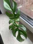 Monstera minima Mint  - ukorzenione !