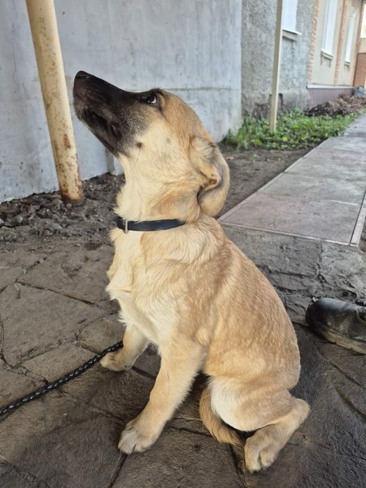 Цуценя метисів до дому