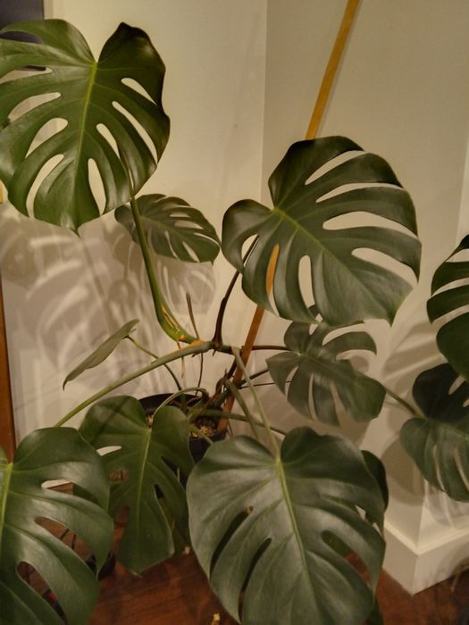 Monstera deliciosa kwiat dziurawa duża